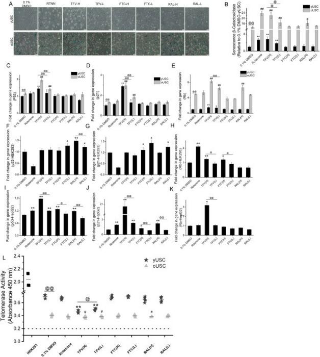 Expression of senescence and stemness in 3D-SFM cultures