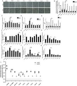Expression of senescence and stemness in 3D-SFM cultures
