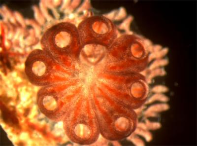 Tunicate