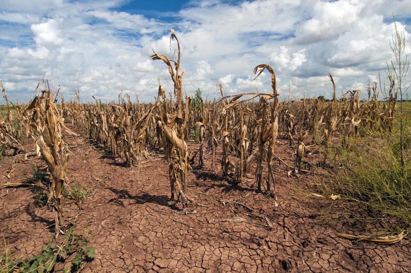 Texas Drought