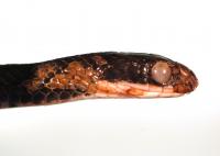 Eastern Racer