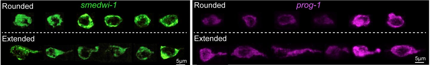 Image B Both Stem Cells