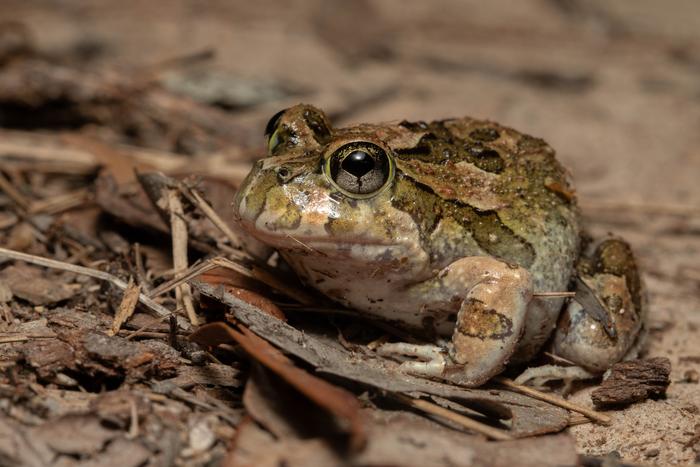 Ornate Burrowing Frog (Platyplectrum ornatum)