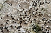 Brandt's Cormorant Colony