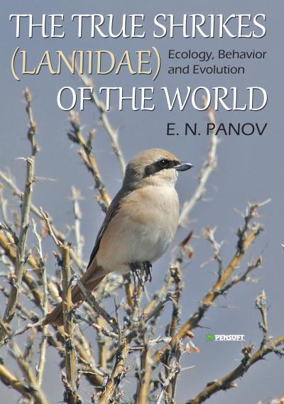 Daurian Shrike