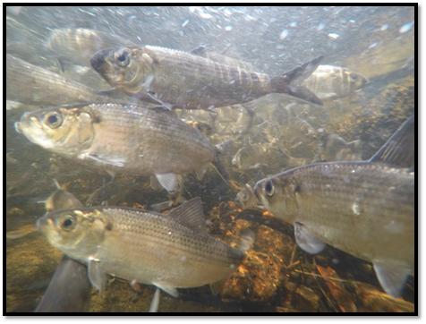 River Herring
