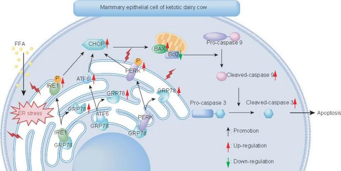 Fig. High concentrations of free fatty acids (FFA) as a result of metabolic stress lead to apoptosis of mammary epithelial cell through excessive endoplasmic reticulum (ER) stress in the mammary gland of dairy cows with ketosis.