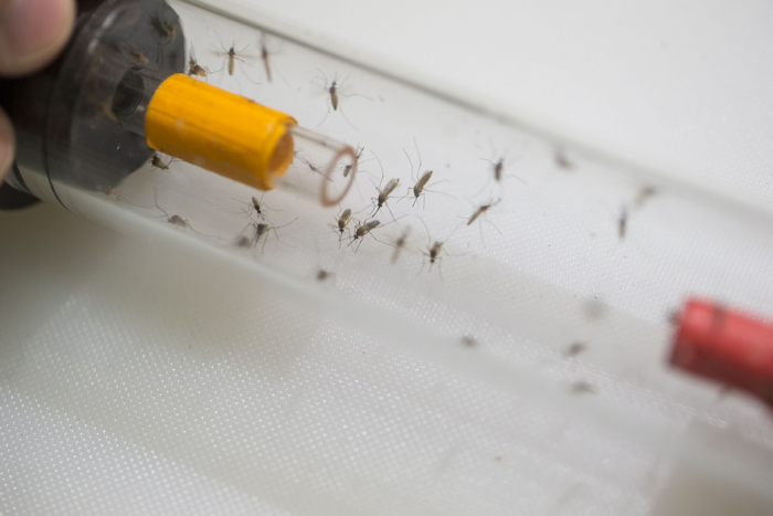 Mosquitoes