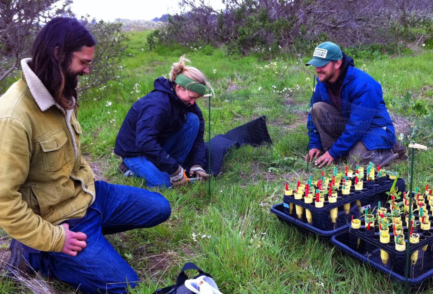 Planting