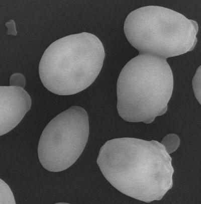 Yeast