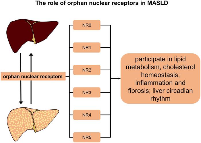 Orphan Nuclear Receptors in Metabolic Dysfunction-associated Steatotic Liver Disease Development