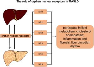 Orphan Nuclear Receptors in Metabolic Dysfunction-associated Steatotic Liver Disease Development