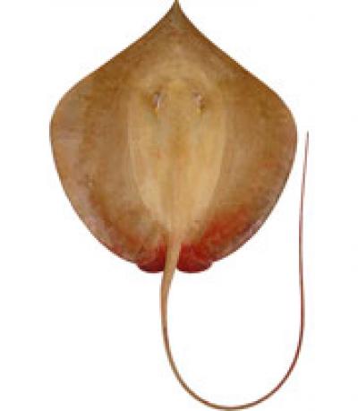 Hortle's Whipray