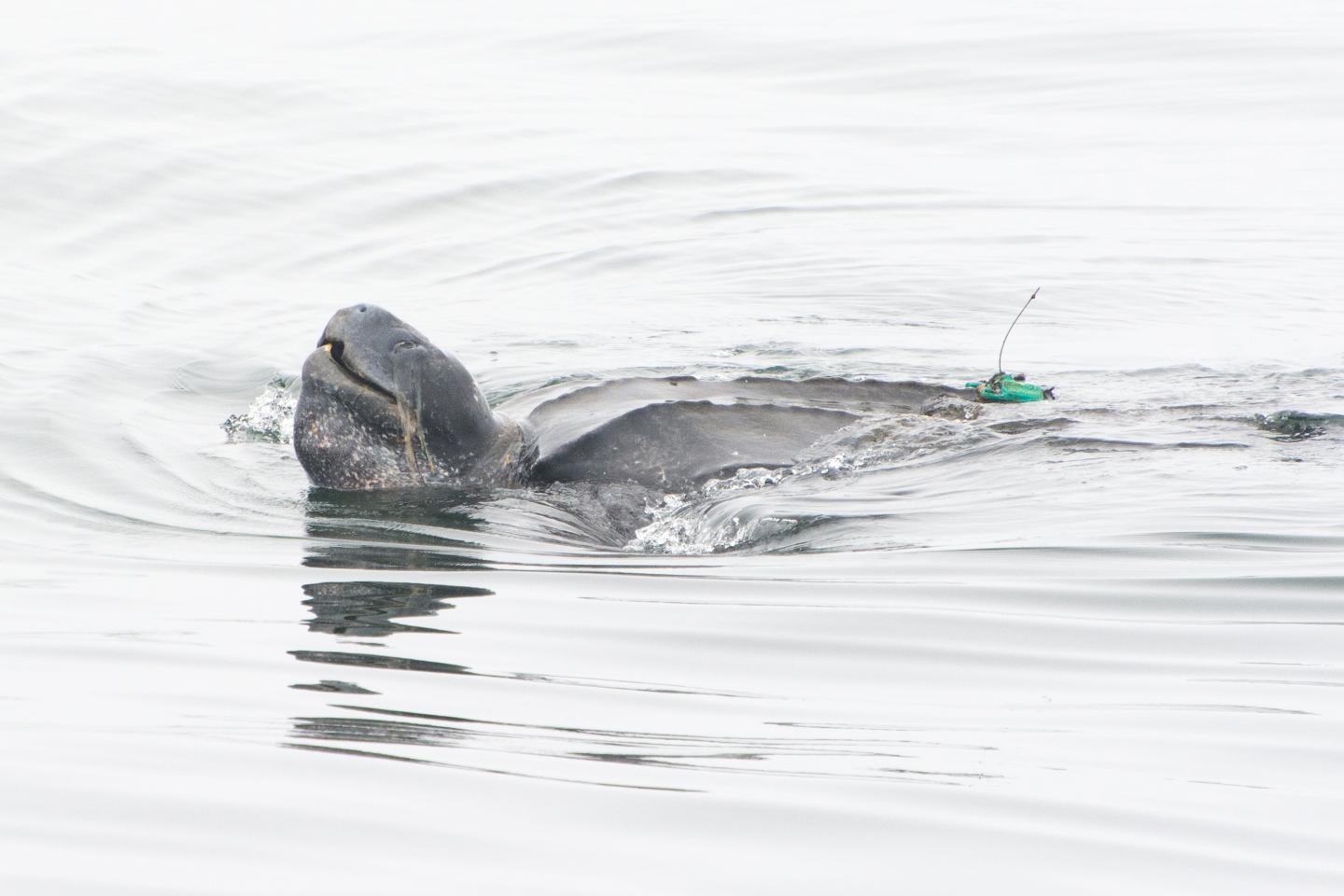 Reducing Bycatch While Sustaining Fishery Harvests (6 of 7)