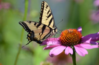 Common Butterfly Species Are Emerging Later Than Usual in Urban Areas Located in Warmer Regions
