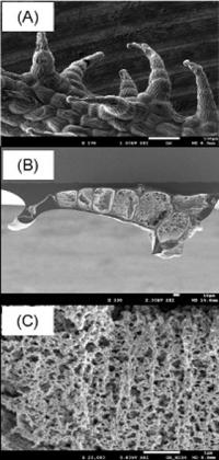 SEM of <i>Lychnis sieboldii</i> Leaf Hairs