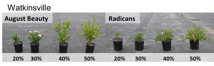 Water Content Thresholds Recommended for <em>Gardenia jasminoides</em>
