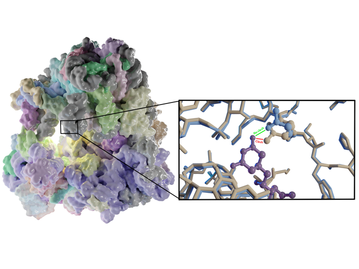 Ribosome with binding site (insert)