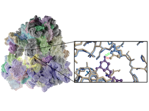 Ribosome with binding site (insert)
