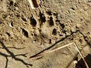 Otter track