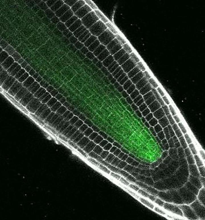 Arabidopsis Root