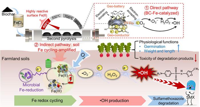 In-situ and long-enduring oxidation of SMX by Fe-modified biochar activated O2 in soil: bridging Fe-redox cycling and electron transfer modulation