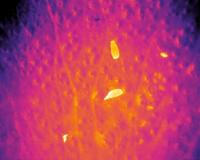 Infrared Rhinos from Drone