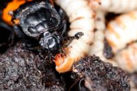 Burying beetles