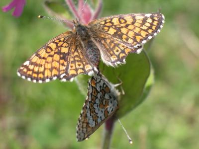 The <i>Glanville fritillary</i>