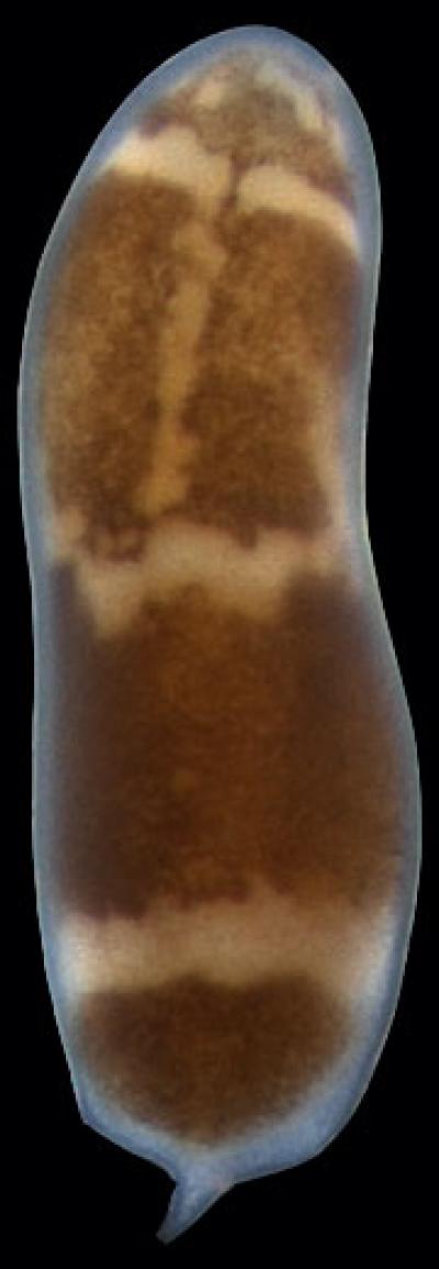 Three-Banded Panther Worm as Model of Regeneration