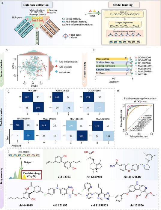 The development of an ML model involving the inclusion of stroke-related biological processes.