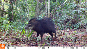 White-lipped peccary
