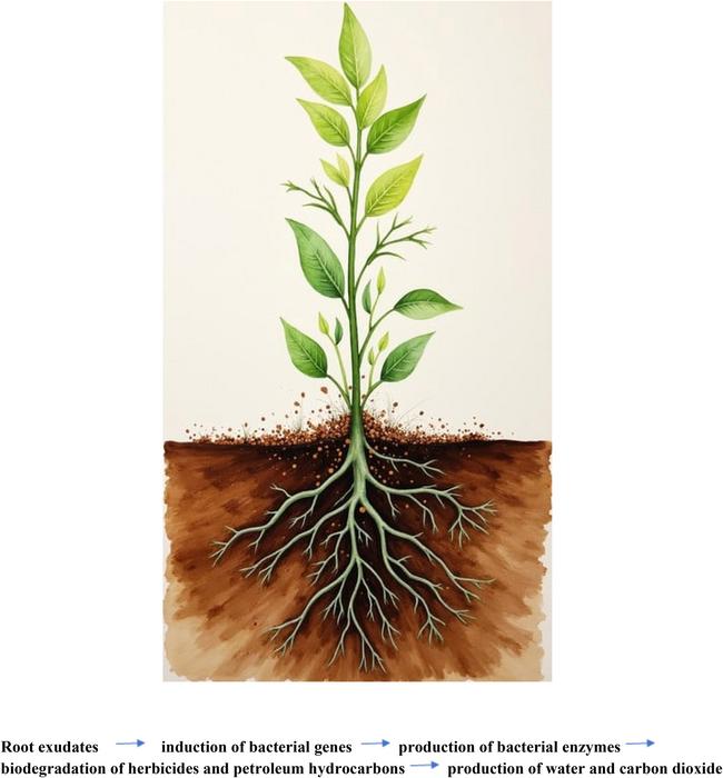 The process of rhizoremediation