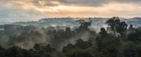 Amazonian Rainforest