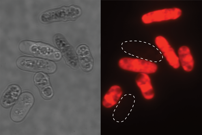 Microscopic yeast