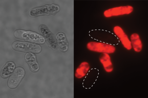 Microscopic yeast