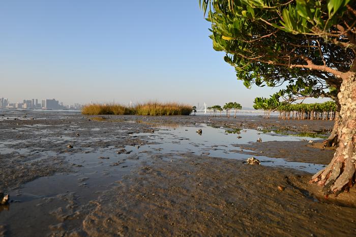 Dwarf mangroves in Deep Bay