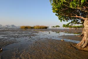 Dwarf mangroves in Deep Bay