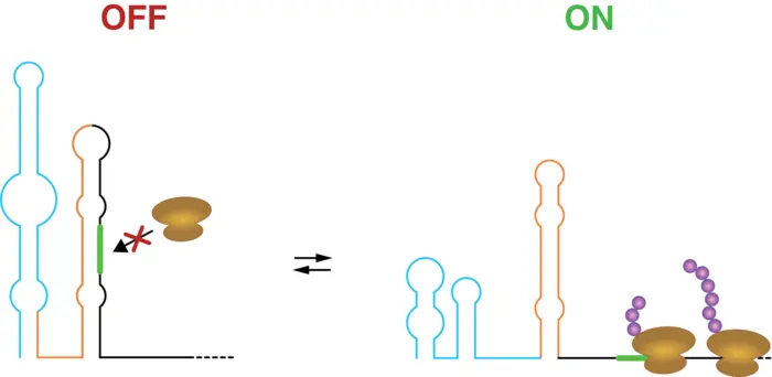 Stylized image of an RNA thermometer