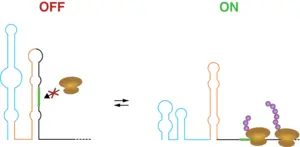 Stylized image of an RNA thermometer