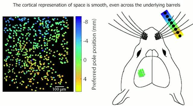 A Mouse's World View, Seen Through its Whiskers
