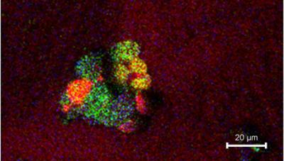 Cell Sample
