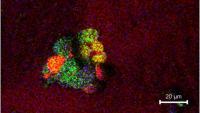 Cell Sample