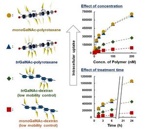 Comparison of Cellular Uptake Efficiency Among GalNAc-Modified Polymers and Polyrotaxanes