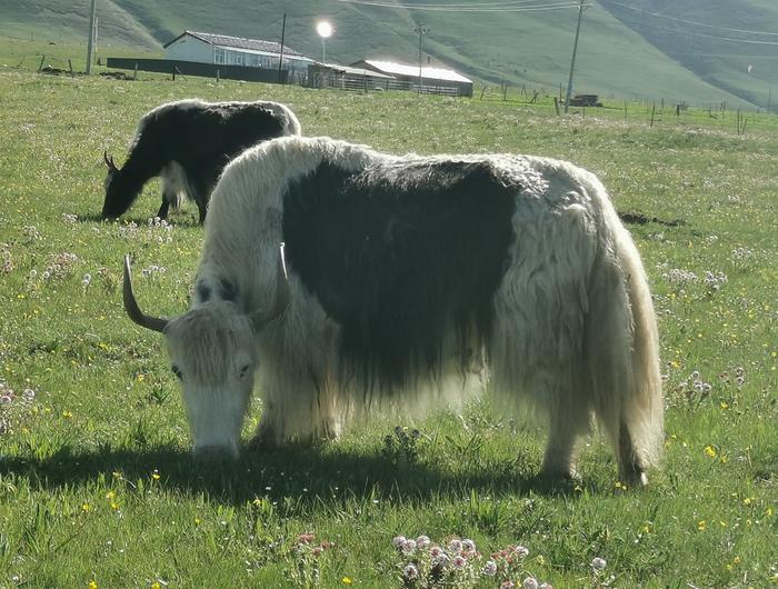 Grazing yaks