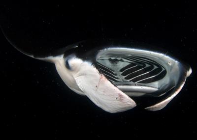 Manta Mouth