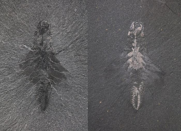 Fossil specimen of Mosura fentoni, ROMIP 66108