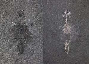 Fossil specimen of Mosura fentoni, ROMIP 66108