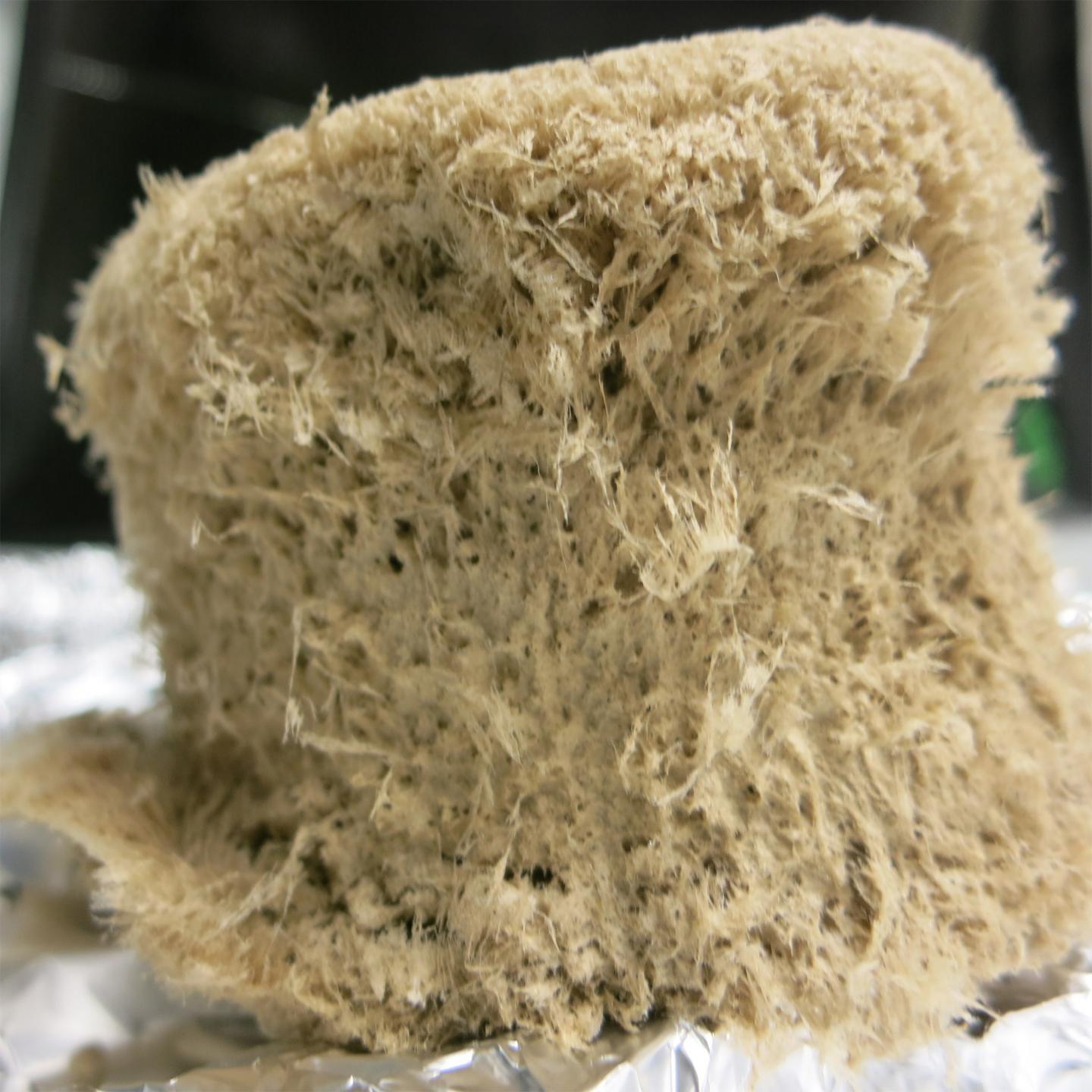 cellulose foam