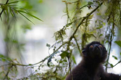 This Is a Lemur Known as the Milne-Edwards' Sifaka (2 of 2)